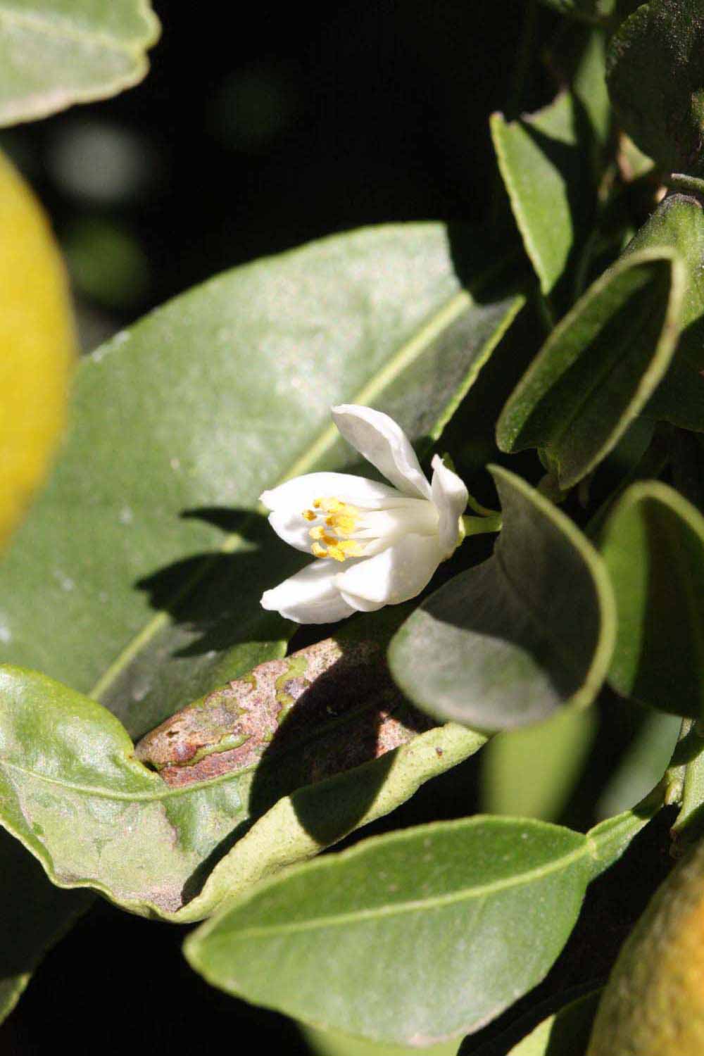              Flower (Riverside, CA)       
